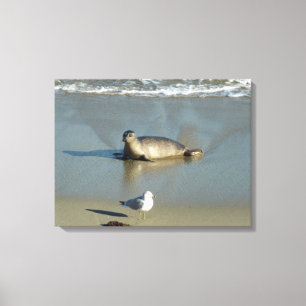 Harbour Seal in La Jolla California Canvas Afdruk