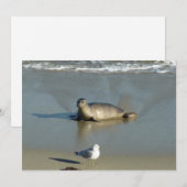Harbour Seal in La Jolla California Feestdagenkaart (Voorkant / Achterkant)