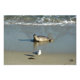Harbour Seal in La Jolla California Foto Afdruk