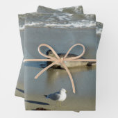 Harbour Seal in La Jolla California Inpakpapier Vel (In situ)