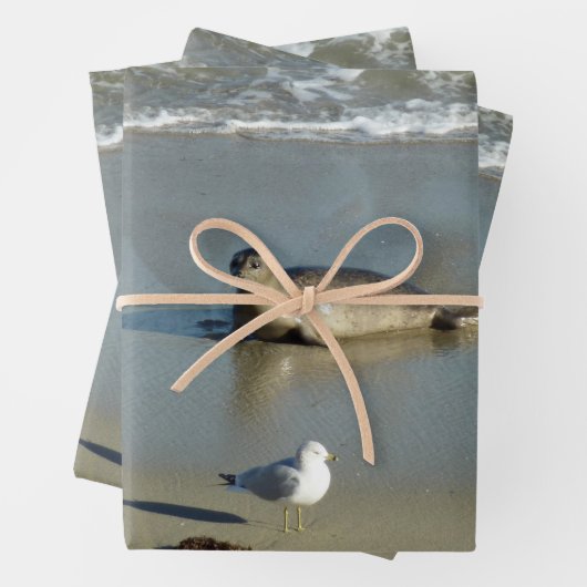 Harbour Seal in La Jolla California Inpakpapier Vel (In situ)