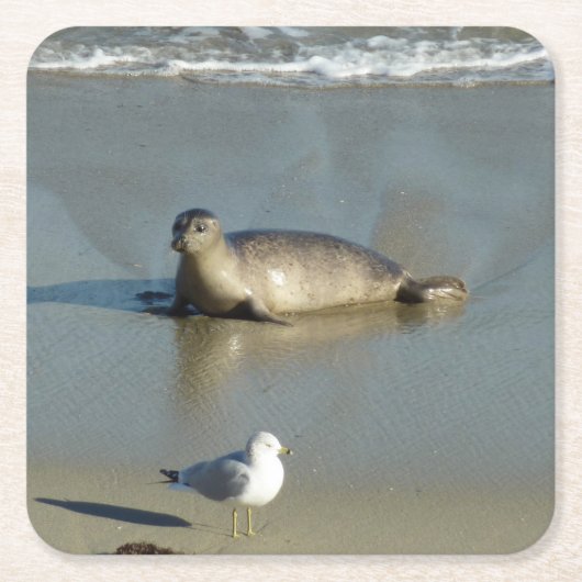 Harbour Seal in La Jolla California Kartonnen Onderzetters (Voorkant)