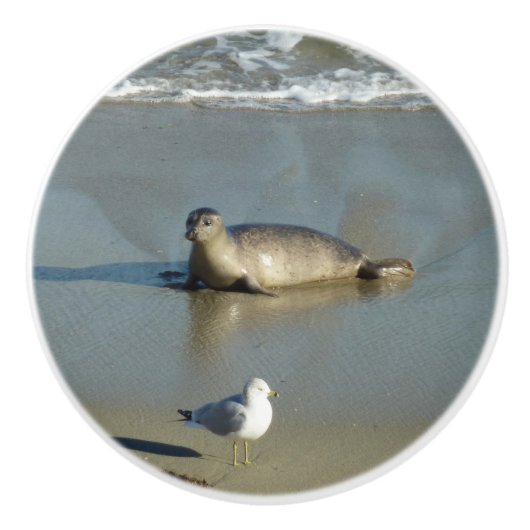 Harbour Seal in La Jolla California Keramische Knop (Voorkant)