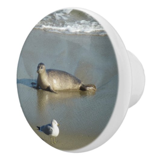Harbour Seal in La Jolla California Keramische Knop (Rechts)