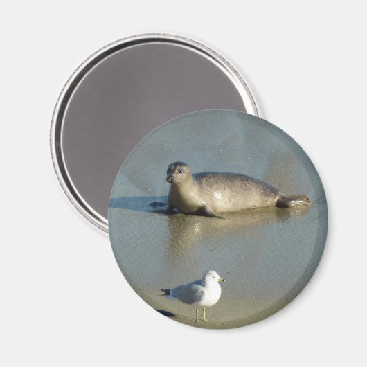 Harbour Seal in La Jolla California Magneet (Voorkant / Achterkant)