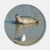 Harbour Seal in La Jolla California Magneet (Voorkant)