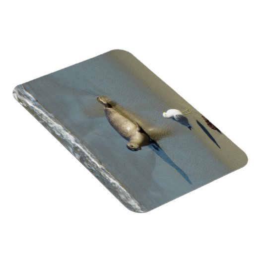 Harbour Seal in La Jolla California Magneet (Rechterzijde)