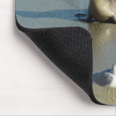 Harbour Seal in La Jolla California Muismat (Hoek)