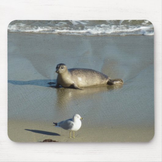 Harbour Seal in La Jolla California Muismat (Voorkant)