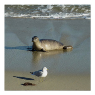 Harbour Seal in La Jolla California Perfect Poster