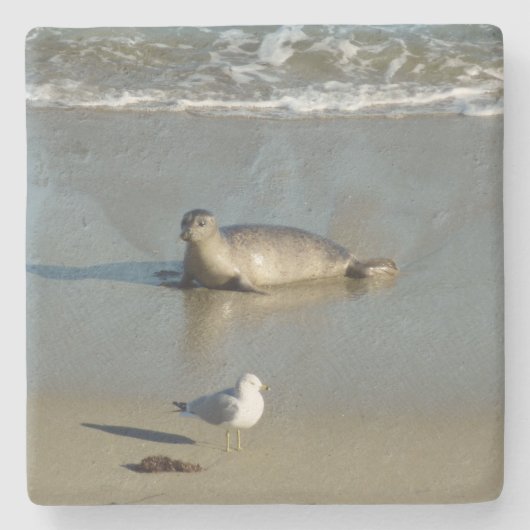 Harbour Seal in La Jolla California Stenen Onderzetter (Voorkant)