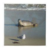 Harbour Seal in La Jolla California Tegeltje (Voorkant)