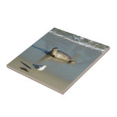 Harbour Seal in La Jolla California Tegeltje (Zijkant)