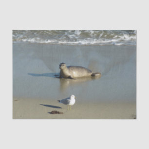 Harbour Seal in La Jolla California Tissuepapier