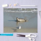 Harbour Seal in La Jolla California Tissuepapier (Craft)