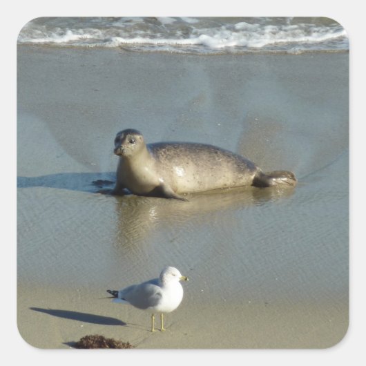 Harbour Seal in La Jolla California Vierkante Sticker (Voorkant)