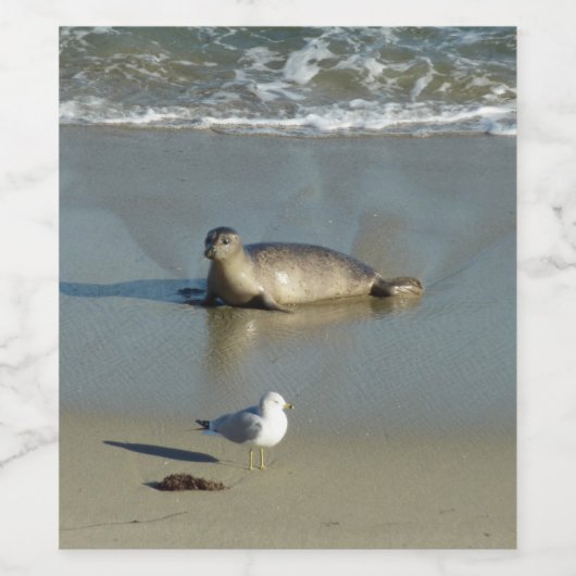 Harbour Seal in La Jolla California Wijn Etiket (Enkel label)