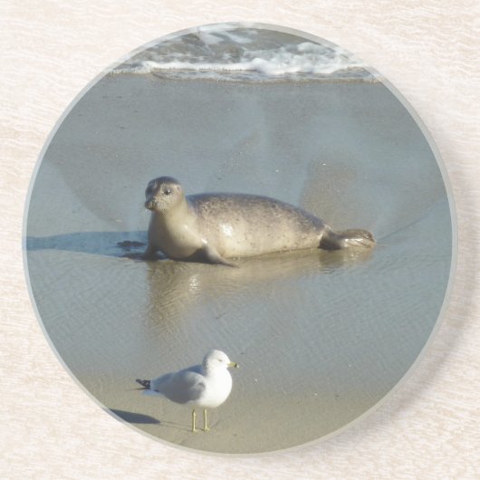 Harbour Seal in La Jolla California Zandsteen Onderzetter (Voorkant)