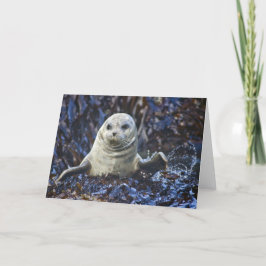 Harbour Seal (Phoca vitulina) Kaart