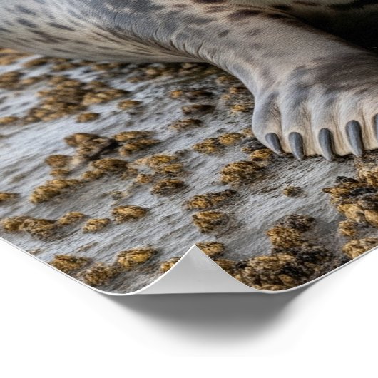Harbour Seal Poster (Hoek)