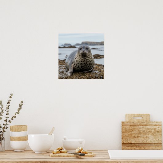 Harbour Seal Poster (Keuken)