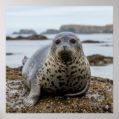 Harbour Seal Poster (Voorkant)