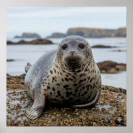 Harbour Seal Poster