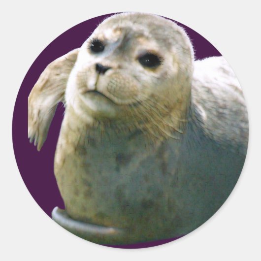 HARBOUR-SEAL PUP Wildlife-supporter Sticker (Voorkant)