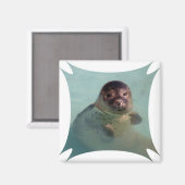 Harbour Seal Square Magnet (Voorkant / Achterkant)