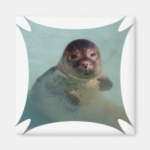 Harbour Seal Square Magnet