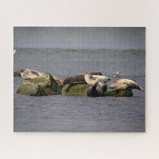 Harbour Seals at Island Beach State Park Legpuzzel (Horizontaal)