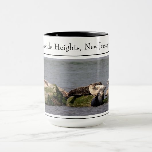 Harbour Seals, Island Beach State Park Mok (Midden)