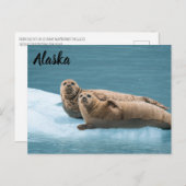 Harbour Seals Kenai Fjords Alaska Briefkaart (Voorkant / Achterkant)