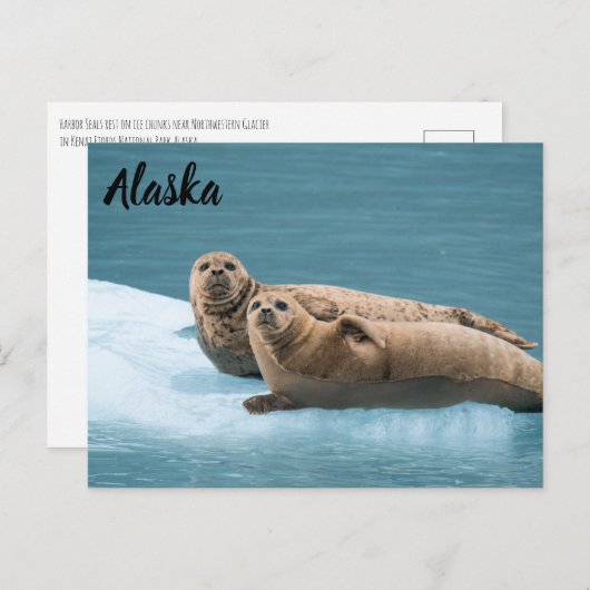 Harbour Seals Kenai Fjords Alaska Briefkaart (Voorkant / Achterkant)