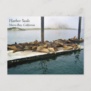 Harbour Seals, Morro Bay, Californië Briefkaart