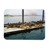Harbour Seals, Morro Bay, Californië Magneet (Horizontaal)