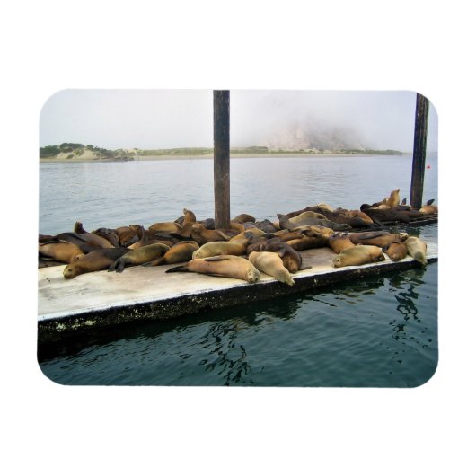 Harbour Seals, Morro Bay, Californië Magneet (Horizontaal)