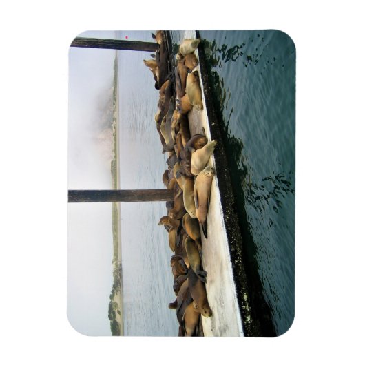 Harbour Seals, Morro Bay, Californië Magneet (Verticaal)