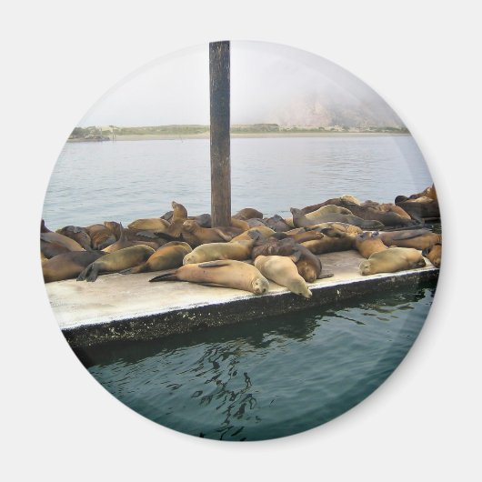 Harbour Seals, Morro Bay, Californië Magneet (Voorkant)