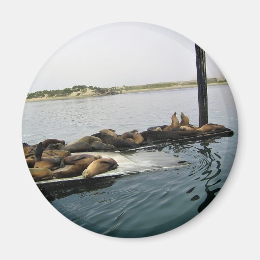 Harbour Seals, Morro Bay, Californië Magneet (Voorkant)
