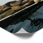 Harbour Seals, Morro Bay, Californië Poster (Hoek)