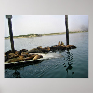 Harbour Seals, Morro Bay, Californië Poster