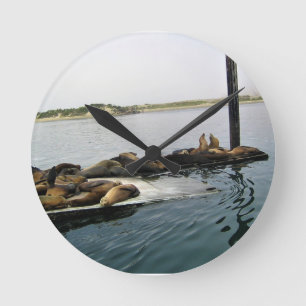 Harbour Seals, Morro Bay, Californië Ronde Klok
