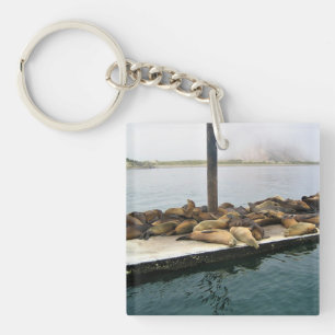 Harbour Seals, Morro Bay, Californië Sleutelhanger