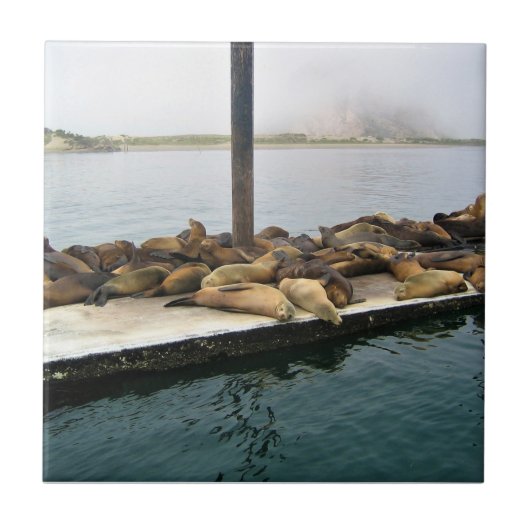 Harbour Seals, Morro Bay, Californië Tegeltje (Voorkant)