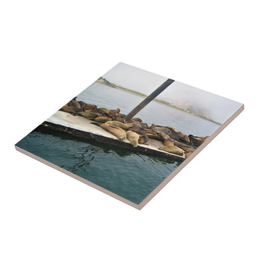 Harbour Seals, Morro Bay, Californië Tegeltje (Zijkant)