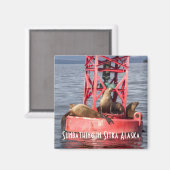 Harbour Seals Zonnebaden Sitka Alaska Magnet (Voorkant / Achterkant)