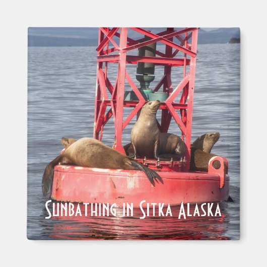 Harbour Seals Zonnebaden Sitka Alaska Magnet (Voorkant)