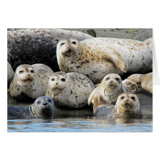 Harbour-zeehonden op Sandy Beach (Voorkant Horizontaal)