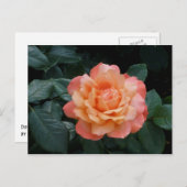 Harder van goud briefkaart (Voorkant / Achterkant)